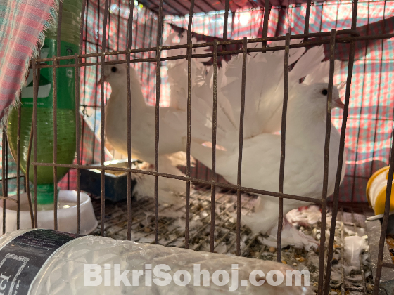 লক্ষা/ময়ূরী কবুতর